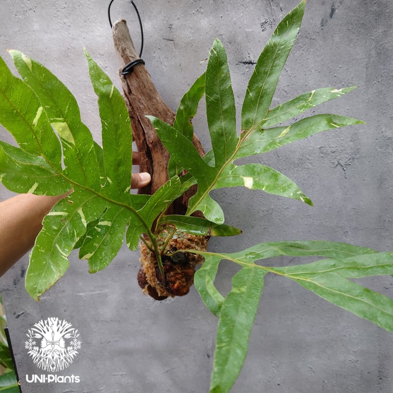 ドリナリア クエルシフォリア 園芸ネット本店｜ドリナリア：クエルシフォリア 6号鉢植え の通販【公式】