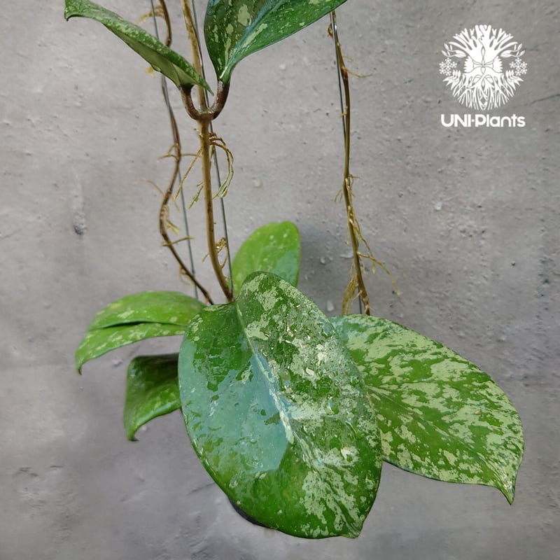 Hoya Michelle splash ホヤ ミッシェル スプラッシュ ホヤ植物 斑入り H