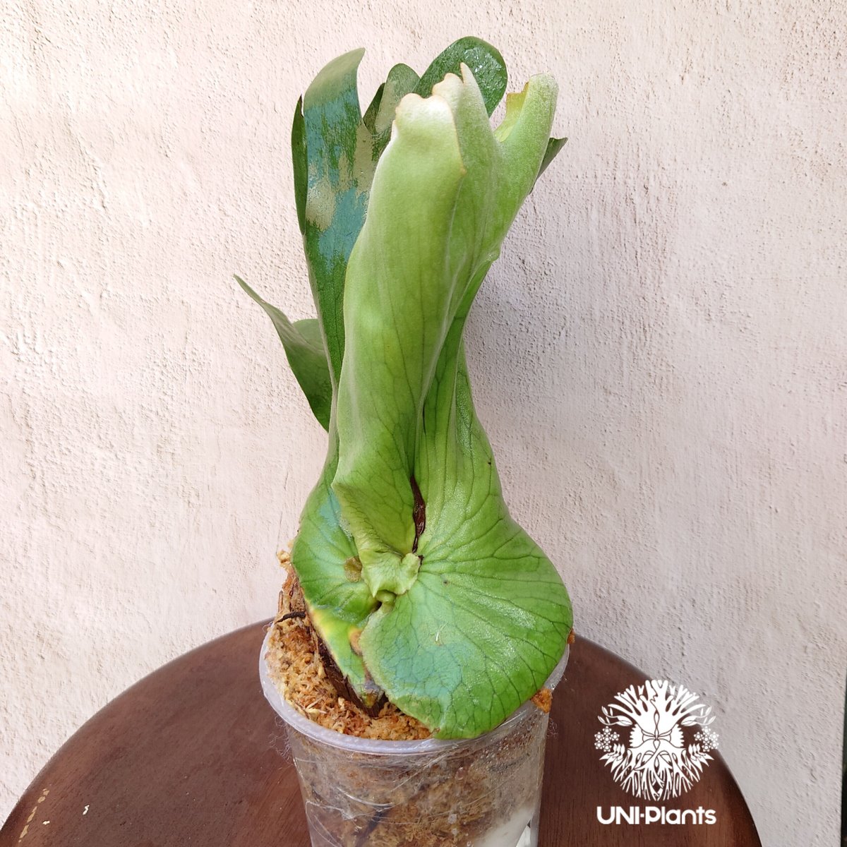 初入荷!ビカクシダ ホルタミー Platycerium holttumii コウモリ 初入荷!ビカクシダ ホルタミー Platycerium holttumii コウモリ