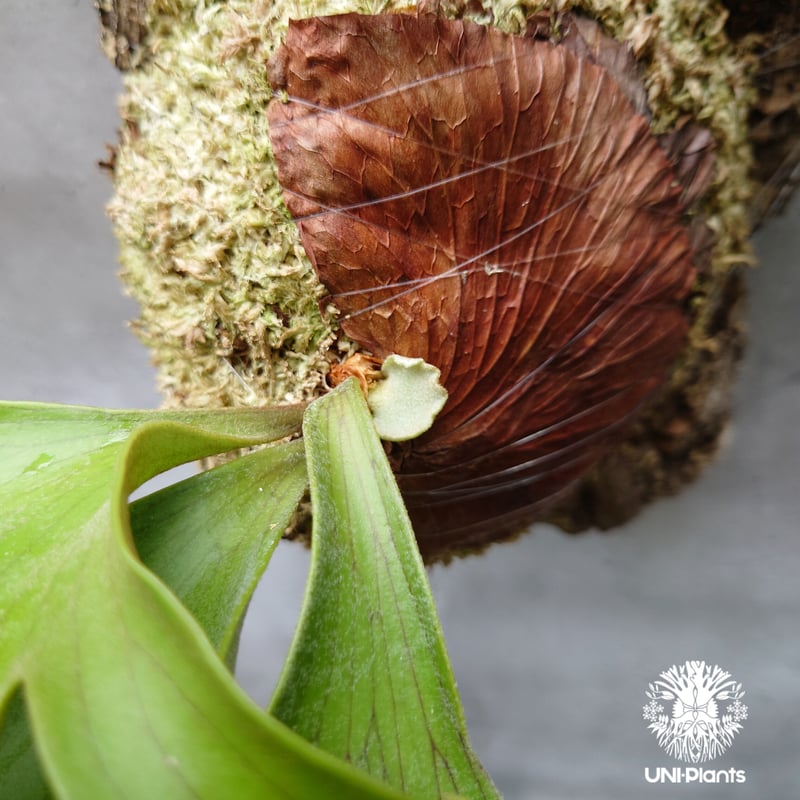 ビカクシダ コロナリウムフィリピネス 板付 Platycerium coronarium phils dwarf ビカクシダ コロナリウム