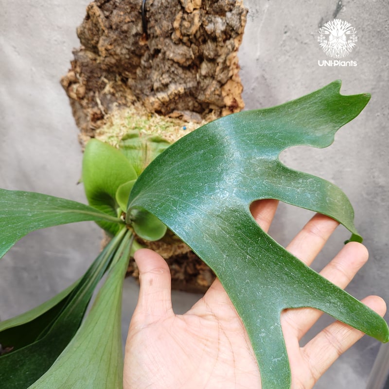 Platycerium 'Mentelosii' ビカクシダ 大株 Platycerium 'Mentelosii