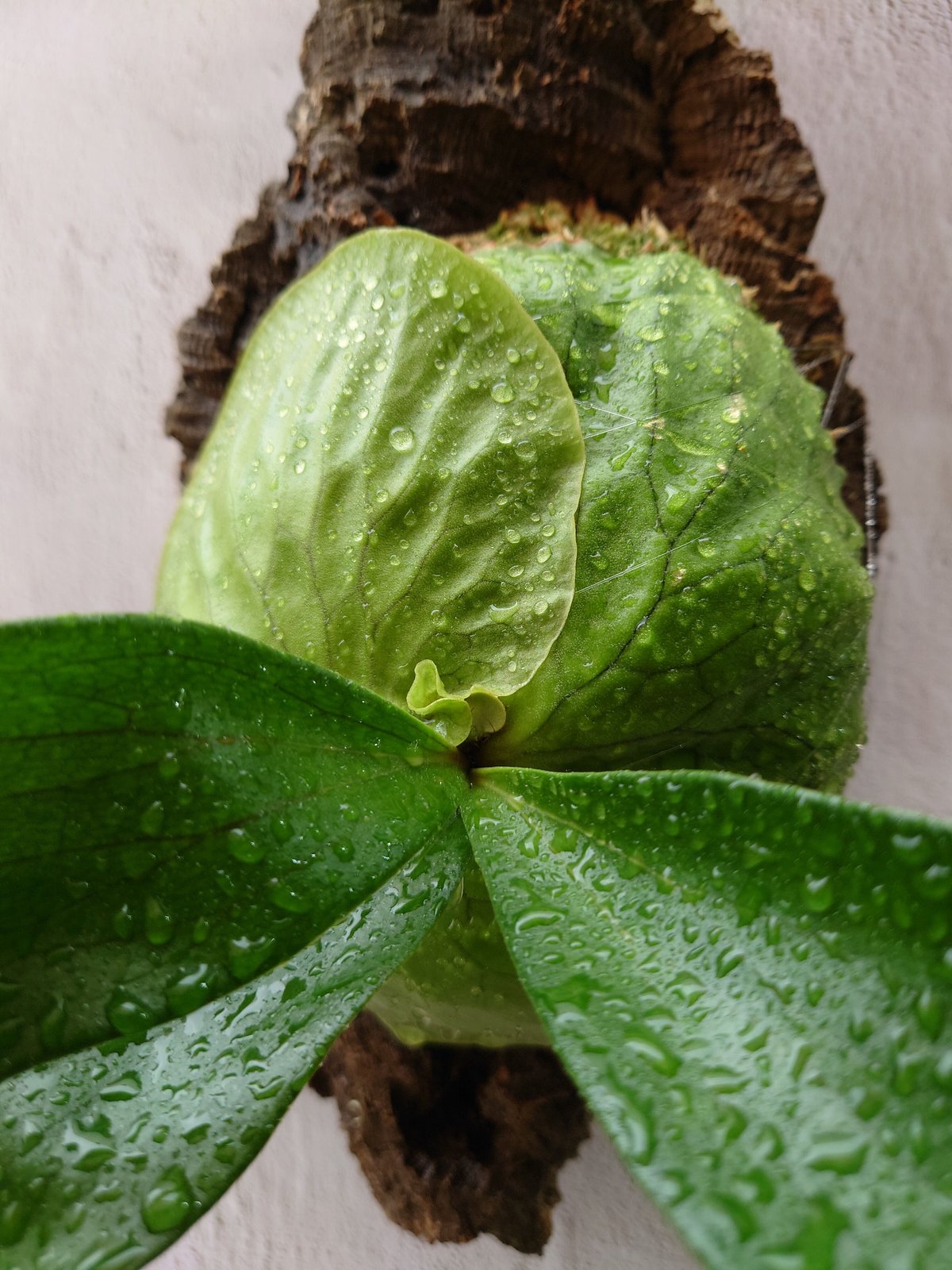 ビカクシダ ホーンズ サプライズ Platycerium 'Horne's Surprise'...