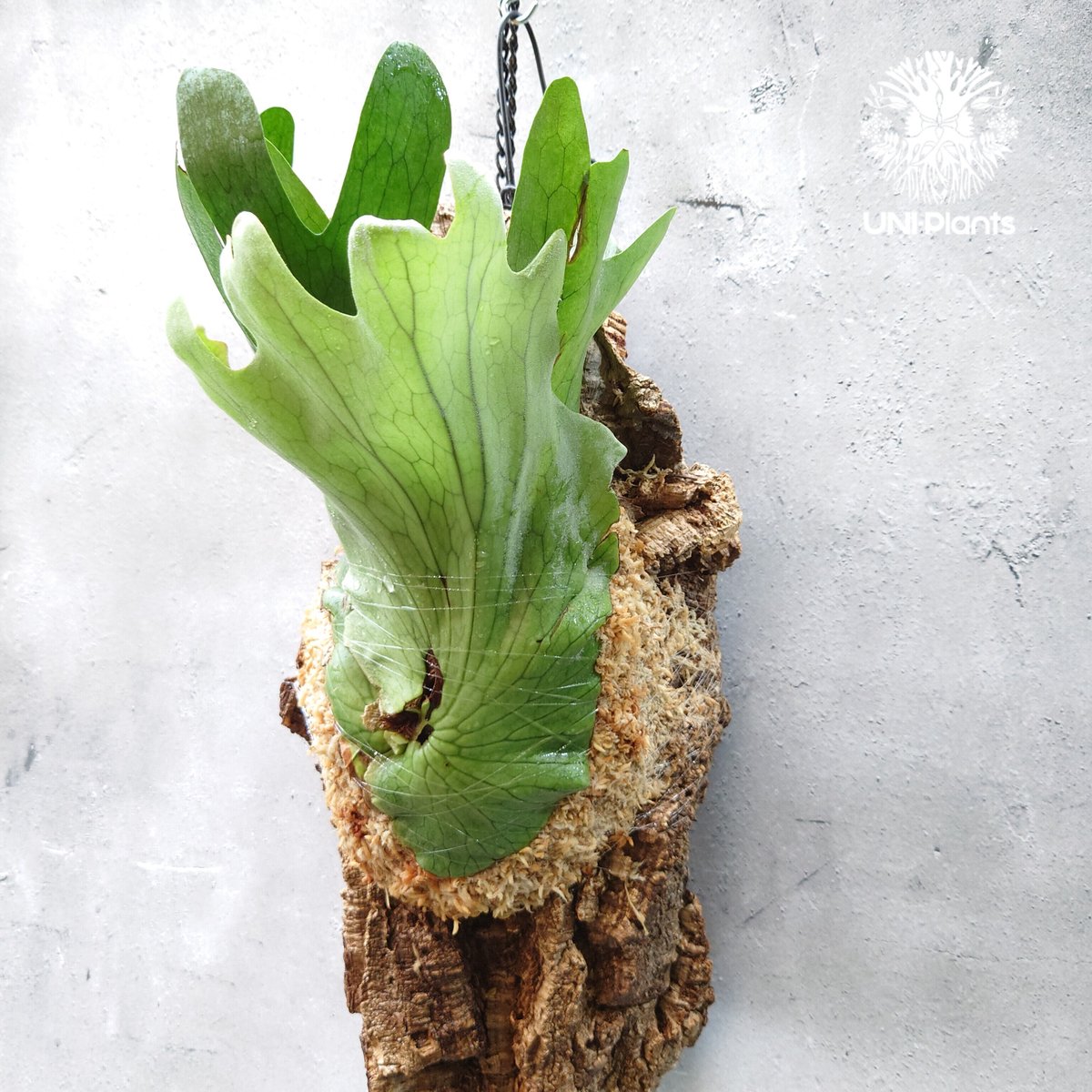 goul4711【特大株】ビカクシダ ホルタミー ビカクシダ ホルタミー Platycerium holttumii ビカクシダ原種