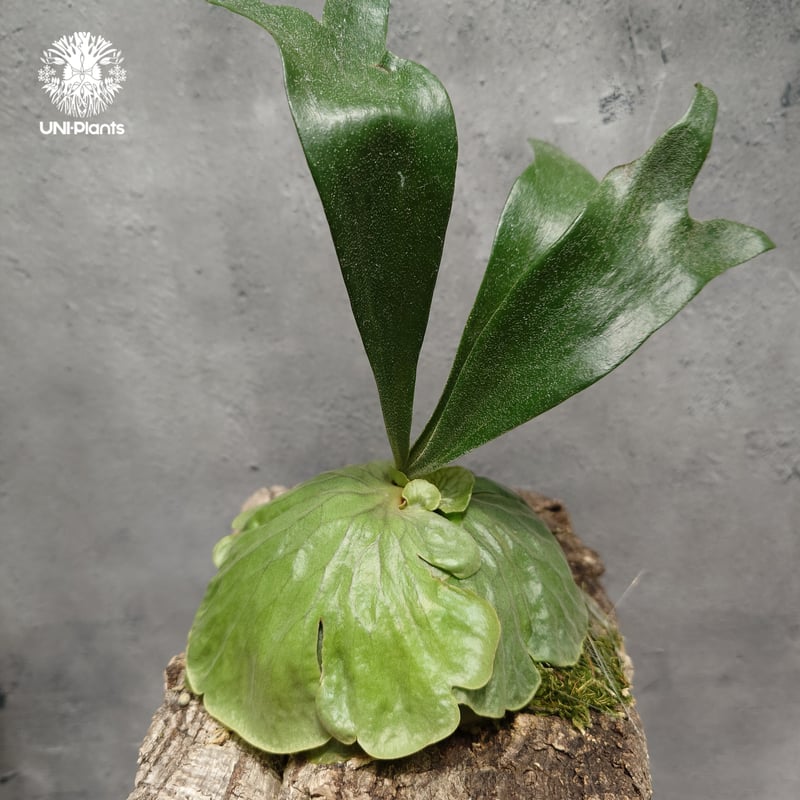 ビカクシダ ダウボーイ Platycerium Dawboy ビカクシダ ダウボーイ ビカクシダ交配種