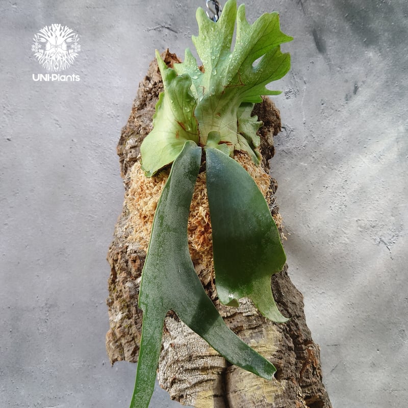 ビカクシダ ウィリンキー　willinckii ウッドボード付き ジサクボ | P willinckii scofieldtatsuta spore from