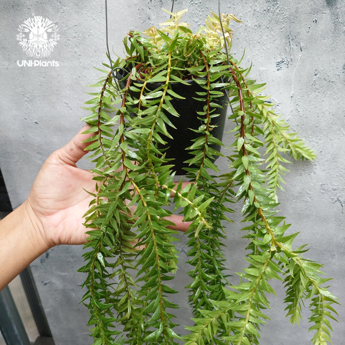 Huperzia spp. フペルジア Phlegmariurus (フレグマリウルス)