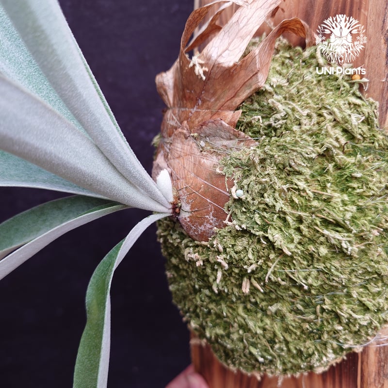 Patycerium veitchii ' Nukul ' ビカクシダ ベイチー シダ植物 ビ