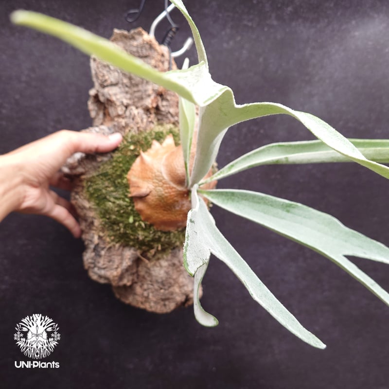 ビカクシダ ベイチー(子株) Platycerium veitchii(pup) コウモリラン