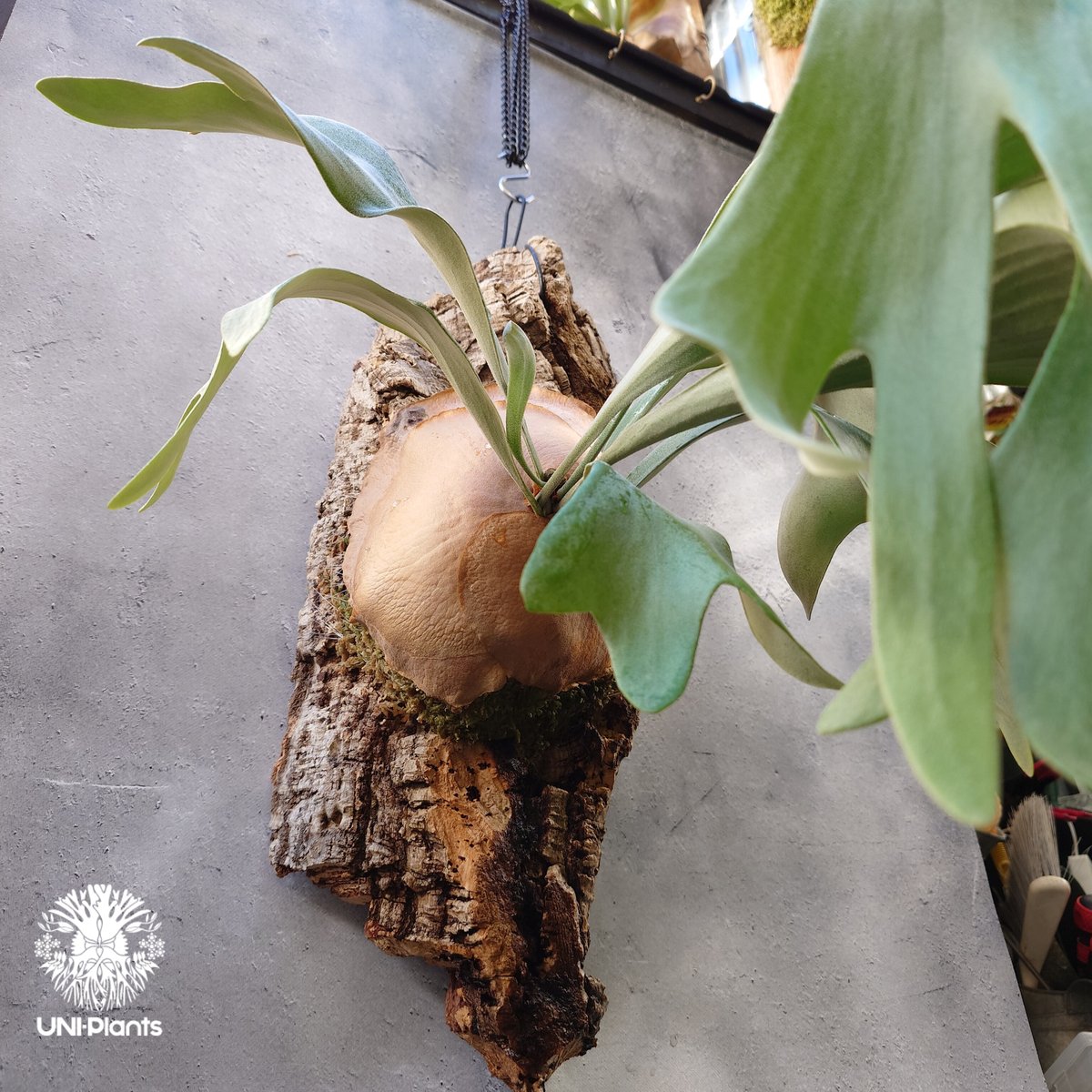 Platycerium Vayupak ビカクシダ バユパック コウモリラン Platycerium Vayupak ビカクシダ バユパック コウモリラン