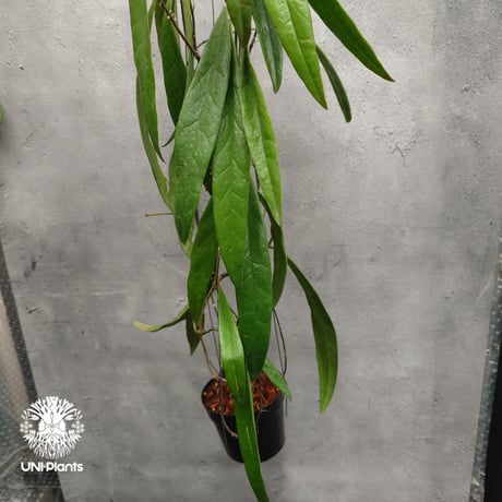 Hoya Sulawesiana ホヤ スラウェシアナ ホヤ植物 Hoya plants 珍しい 希少 レア つる性 つる性植物 ハンギング ハンギング植物