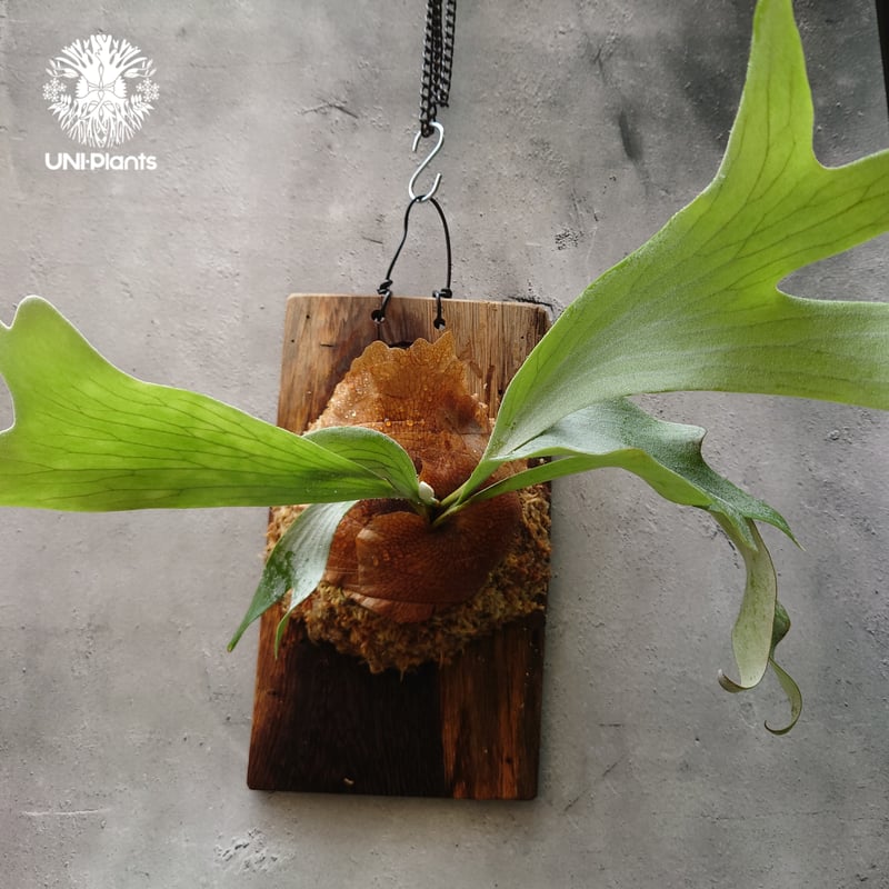 willinckii cv.Leviathan リヴァイアサン ビカクシダ