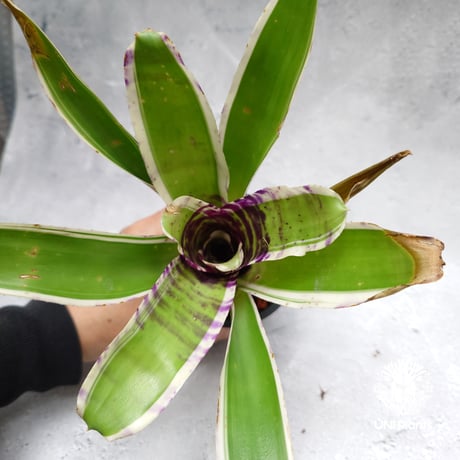 Neoregelia Blueberry Trufflé albo ネオレゲリア  Neoregelia ブロメリア  Bromeliad ブロメリア科ネオレゲリア属