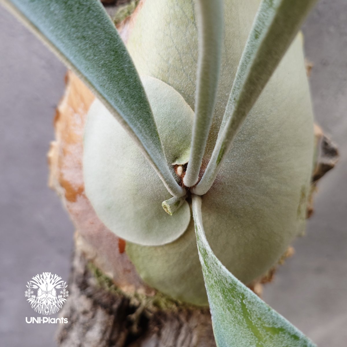 ビカクシダ ピューチャン Platycerium pewchan コウモリラン