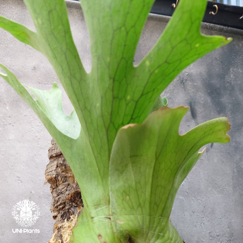 ビカクシダ ホルタミー Platycerium holttumii ビカクシダ原種