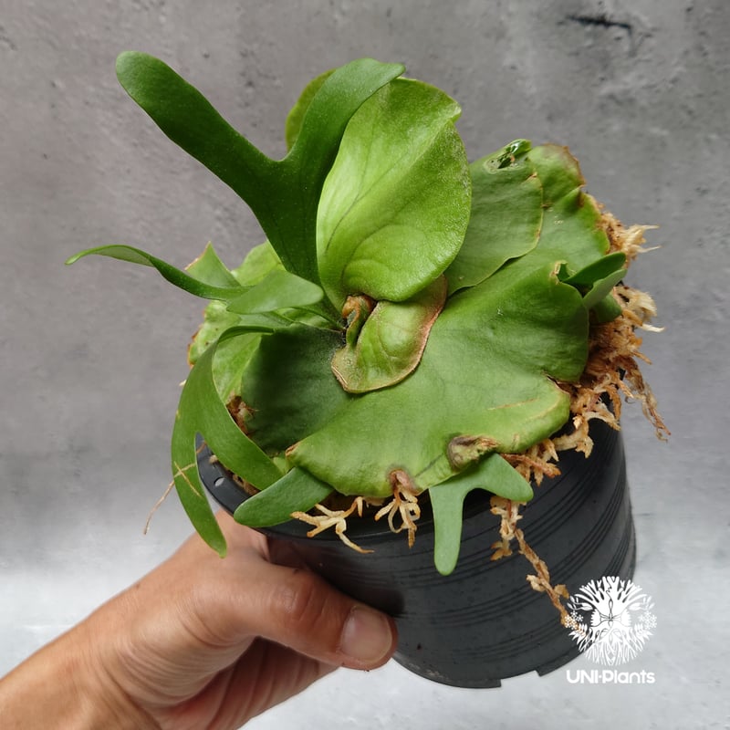 ビカクシダ キッチャクード シンリーフ Platycerium Kitshakood thin