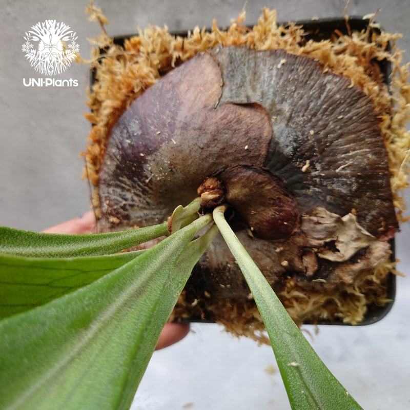 Platycerium hillii cv. Min Min (pup) ビカクシダ ヒリー