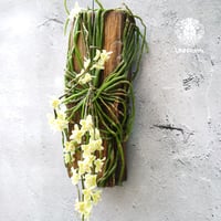 キロスキスタ ビリディフラバ Chiloschista viridiflava 着生植物 珍しい 着生蘭 着生ラン 珍奇植物 インテリア植物 ハンキング植物
