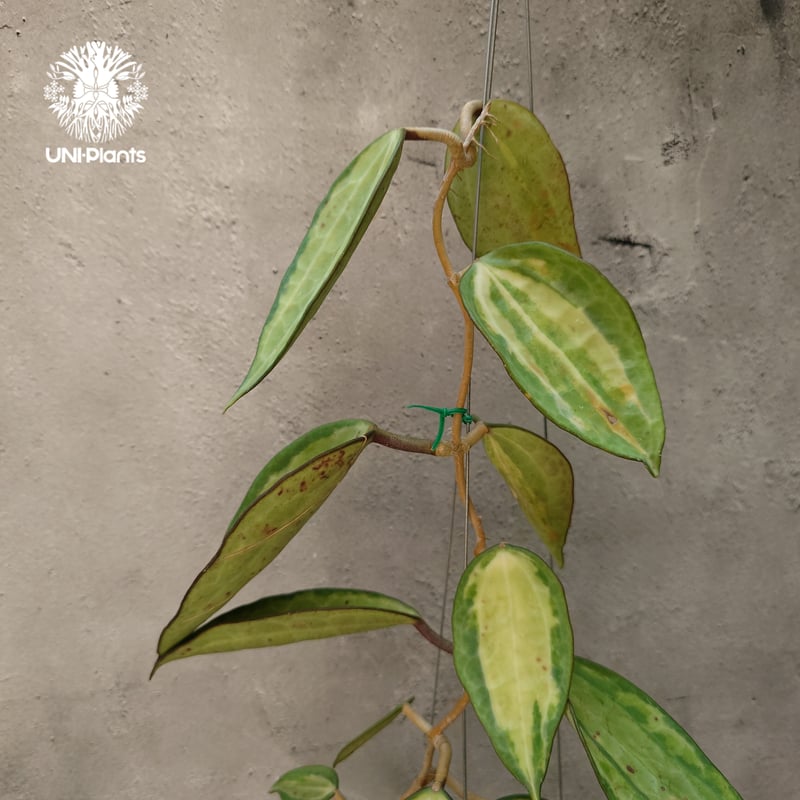 Hoya macrophylla 