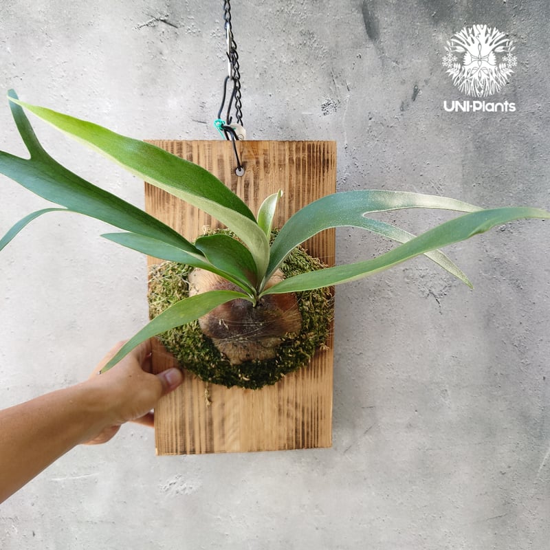 ビカクシダ　P.Stella Aeterni 永遠の星　株分子株 ビカクシダ P.Stella Aeterni 永遠の星 株分子株