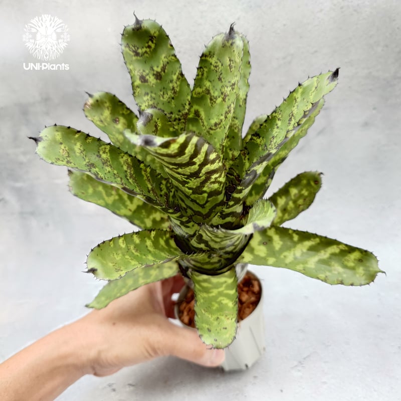 Aechmea 'Correia-Araujoi' エクメア・'コレイアアラウジョイ' タンク