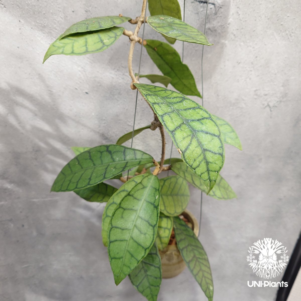 ホヤ カリストフィラ Hoya callistophylla Hoya plants ホヤ植
