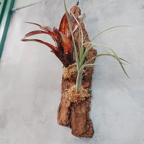【タイ直輸入・国内着生アレンジ仕立て】Neoregelia Predatress ＋ Tillandsia　balbisiana | ネオレゲリア・プレダトレス＋ チランジア・バルビシアーナ