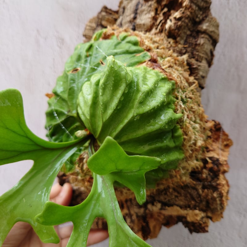 ridleyi 板付 NO.292 ビカクシダ 【公式通販】