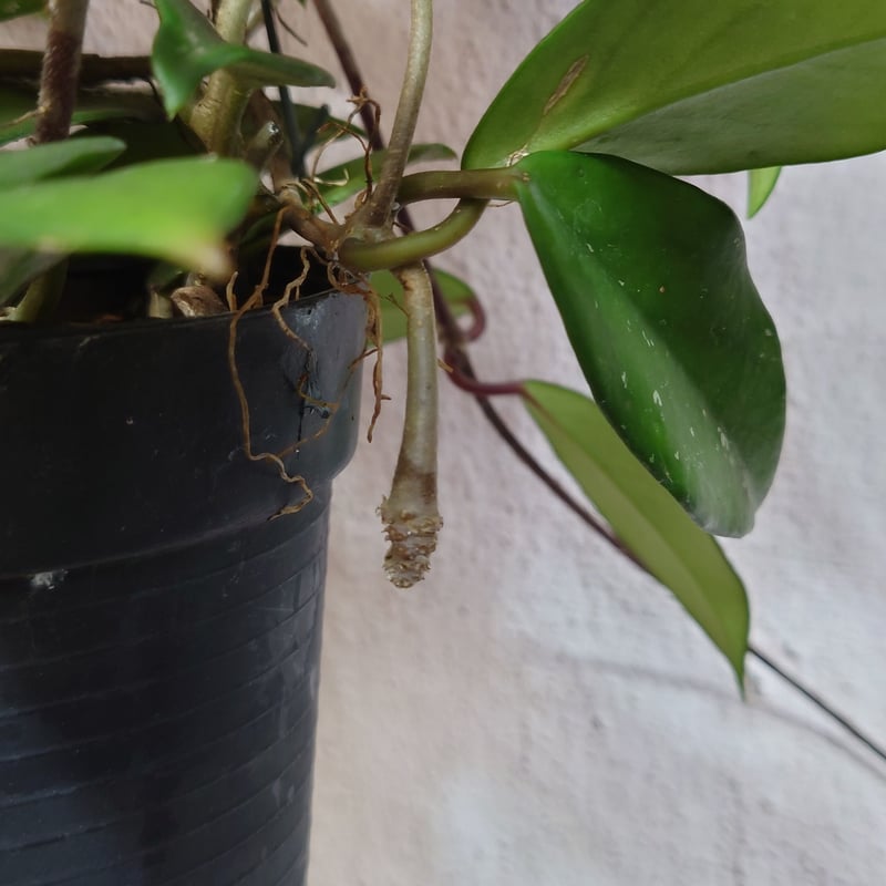 ホヤ 　大株 ホヤ：ムルチフローラ（大株幹立ちタイプ） 8号鉢植え の通販