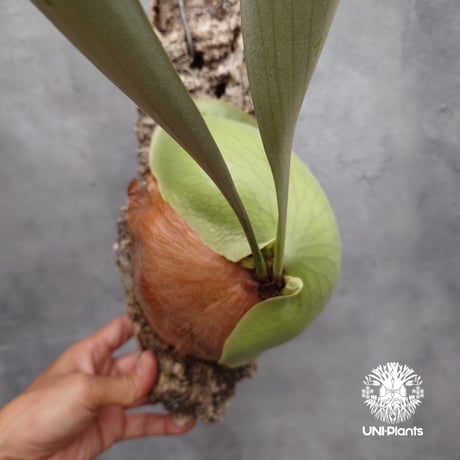 Platycerium small farn ビカクシダ スモールファーン ×エリシー シダ植物 ビカクシダコルク付け 着生植物