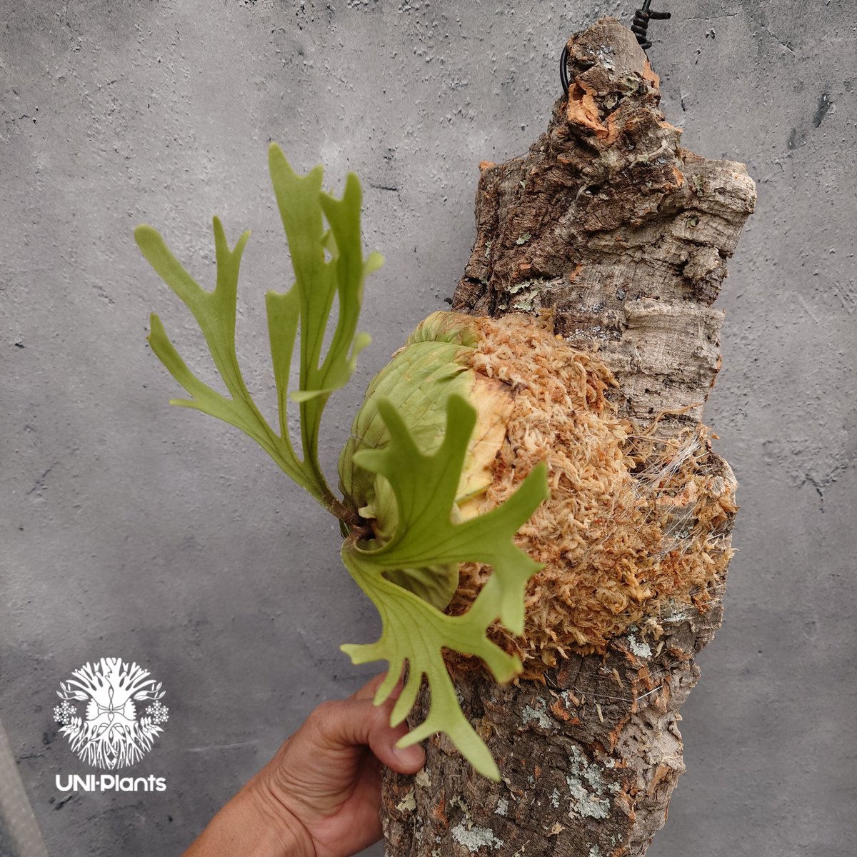 ビカクシダ　リドレイ　パカラン(P.ridleyi Pakarang )　6株 Platycerium ridleyi Pakarang ビカクシダ リドレイ パカラン ビカ