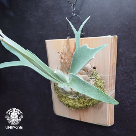 Platycerium veitchii(pup) ビカクシダ ベイチー(子株)  ビカクシダ原種 シダ植物 ビカクシダ板付け ビカクシダビーチー