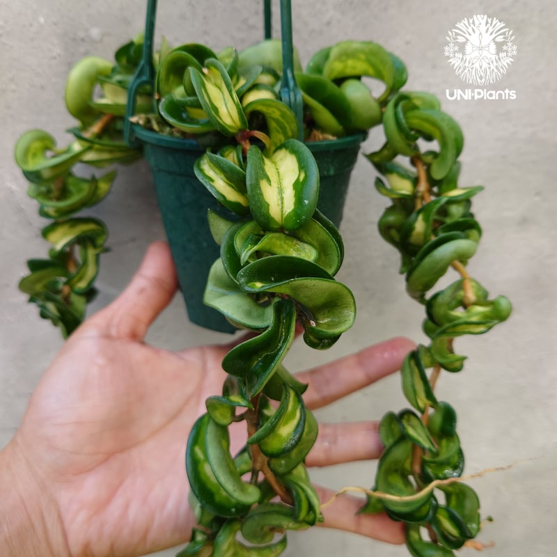 Hoya carnosa compacta variegated ホヤ カルノーサ コンパクタ