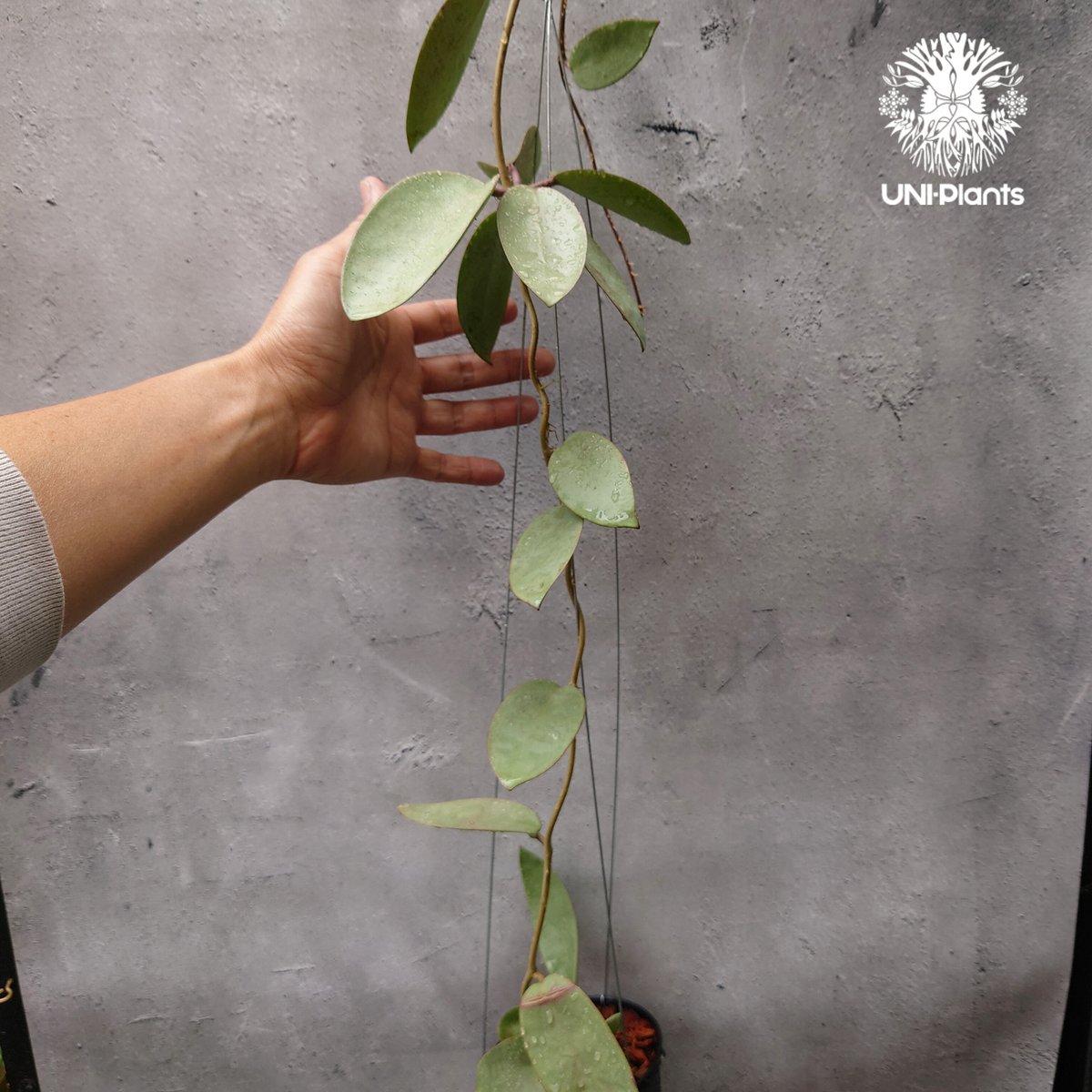 Hoya Silver dollar ホヤ シルバー ダラー ホヤ 希少 ホヤ植物