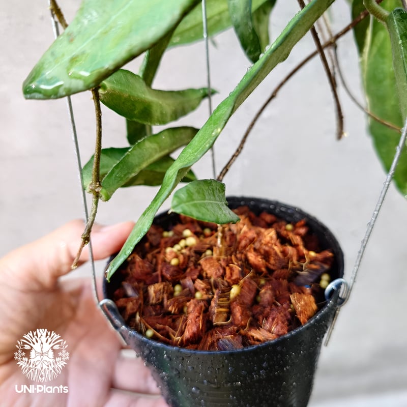 Hoya Hypolasia ホヤ ヒポラシア ホヤ植物 ホヤの花 希少な植物 Hoyapla