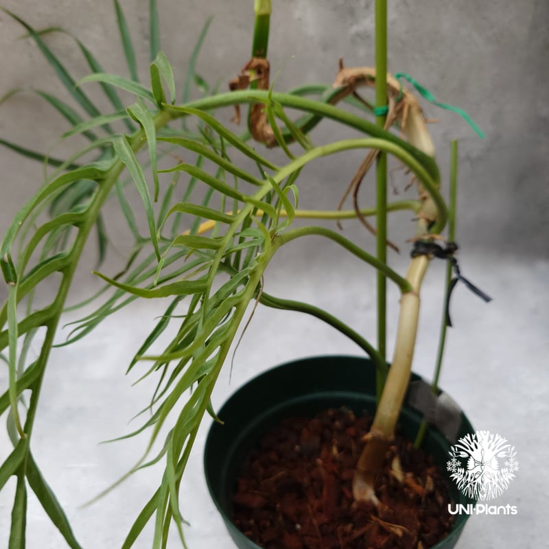 Philodendron tortum フィロデンドロン トータム フィロデンドロン Phil