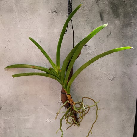 バンダ蘭 | STORES