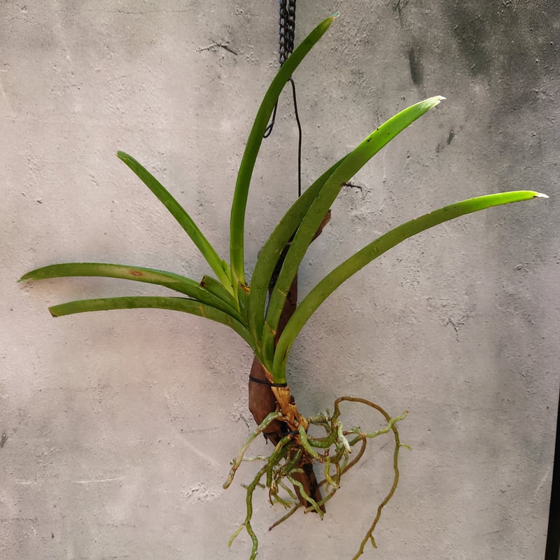 バンダ 洋蘭 Vanda orchid 流木着生 ラン 蘭 花が綺麗な洋ラン | UNI-Pl