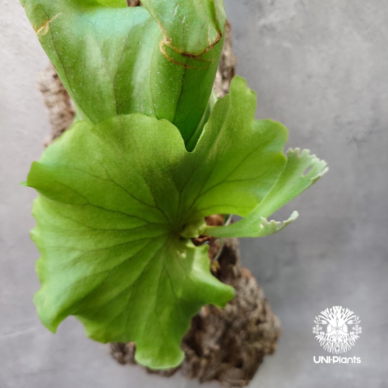 ビカクシダ キッチャクード シンリーフ Platycerium Kitshakood thin