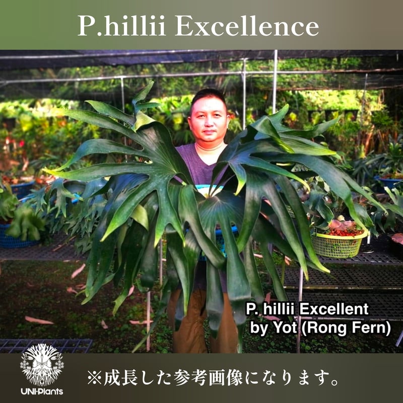 Platycerium hillii Excellence ビカクシダ ヒリー エクセレンス