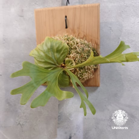 【国内繁殖株・一点物】Platycerium ridleyi | ビカクシダ リドレイ｜ビカクシダ原種｜Platycerium