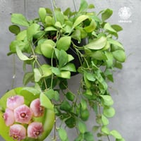【タイ直輸入】ホヤ ヘウスケリアナ ピンク｜珍品・着生植物・つる性植物｜Hoya Heuschkeliana pink
