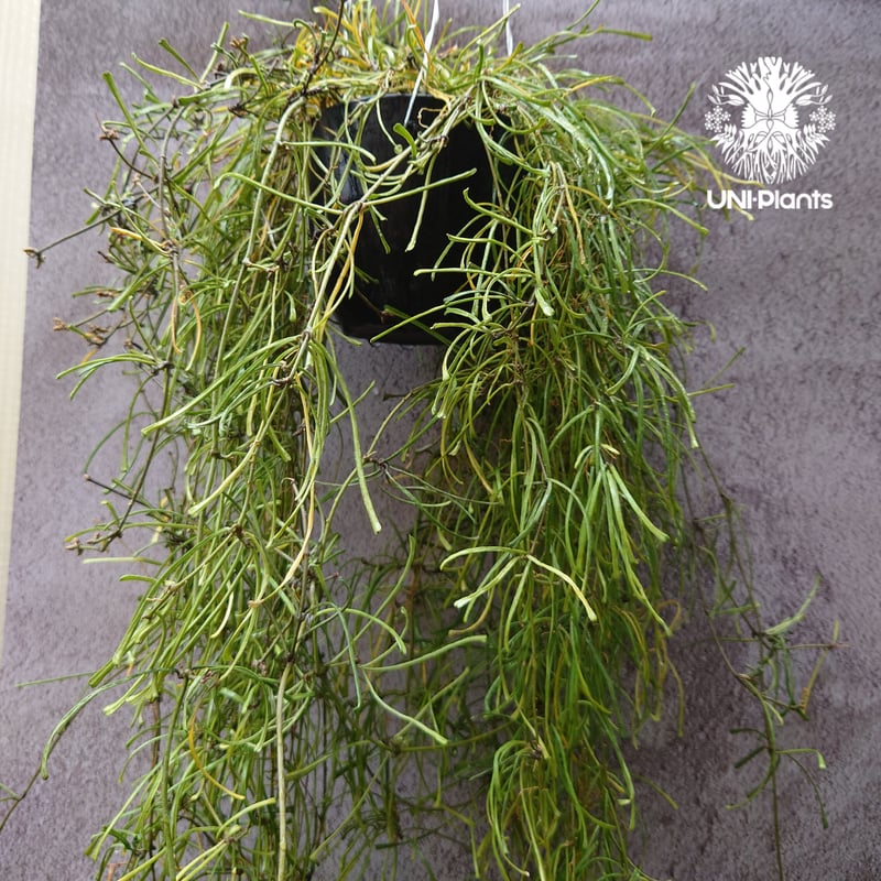 Hoya Retusa ホヤ レツーサ ボリュームビックサイズ!! ホヤ 植物 ホヤ