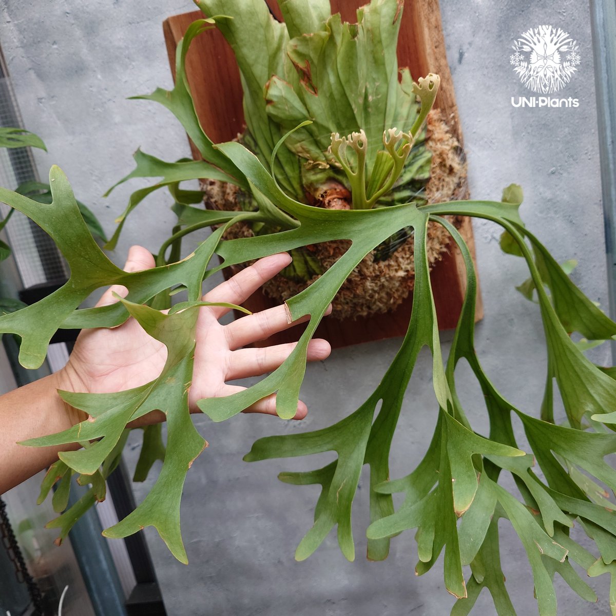 ビカクシダ P.Mt.Kitshakood'Thin&Dwarf' 大株 Platycerium Mt.kitshakood Narrow ビカクシダ キッチャ