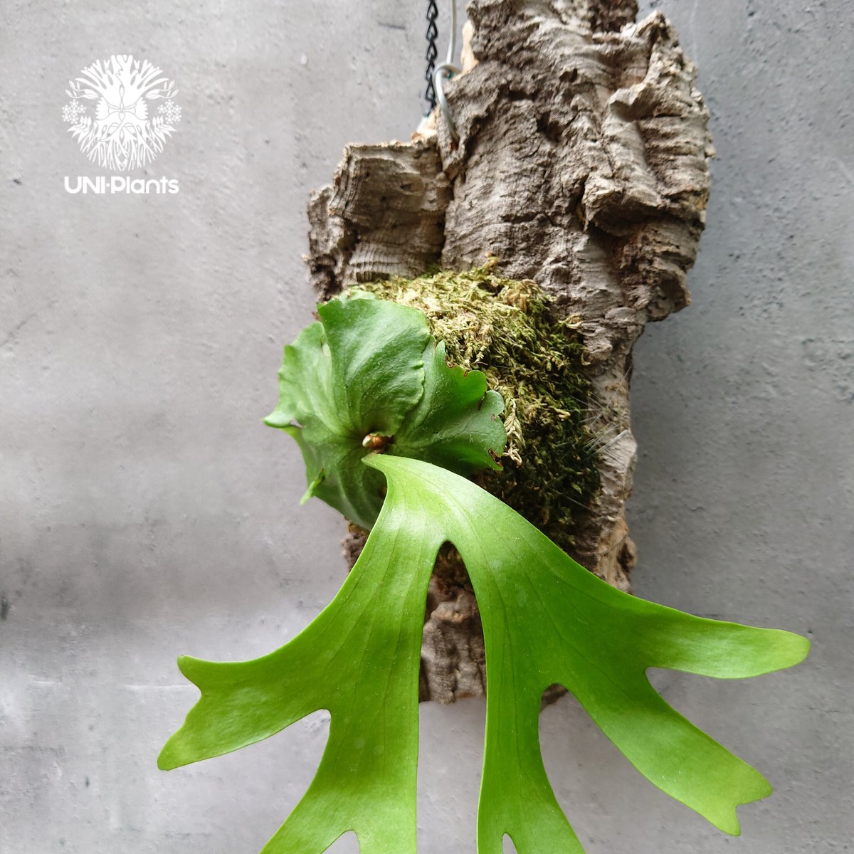 ビカクシダ キッチャクード Platycerium mt.kitshakood コウモリラン