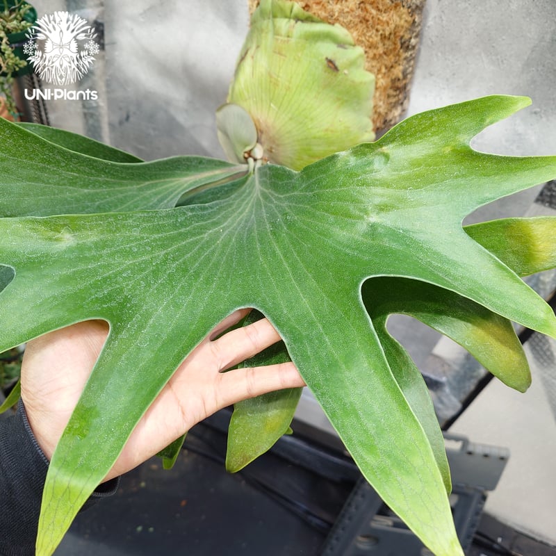 Platycerium hillii wild ビカクシダ ヒリー ワイルド株