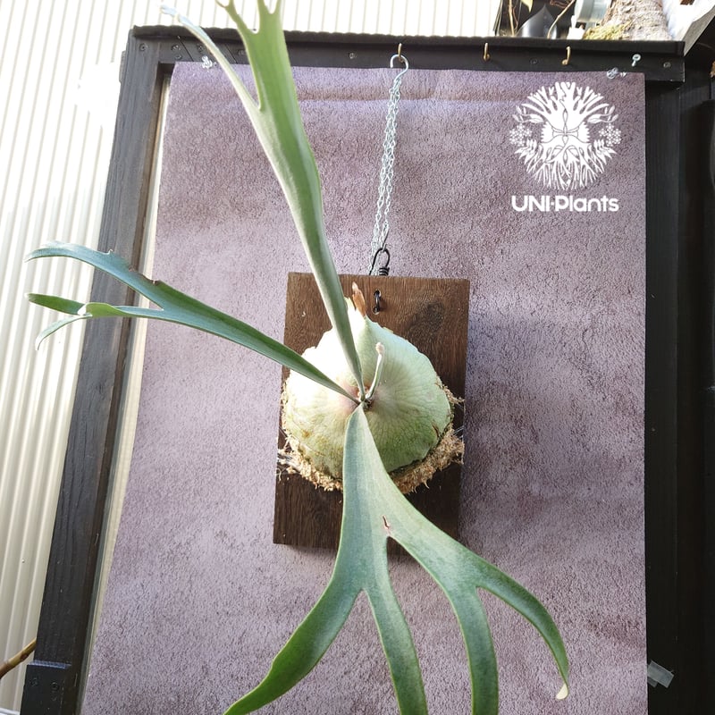 【たーくん】ビカクシダ　レモイネイ他 ビカクシダ レモイネイ Platycerium veitchii 'Lemoine' コウモリ