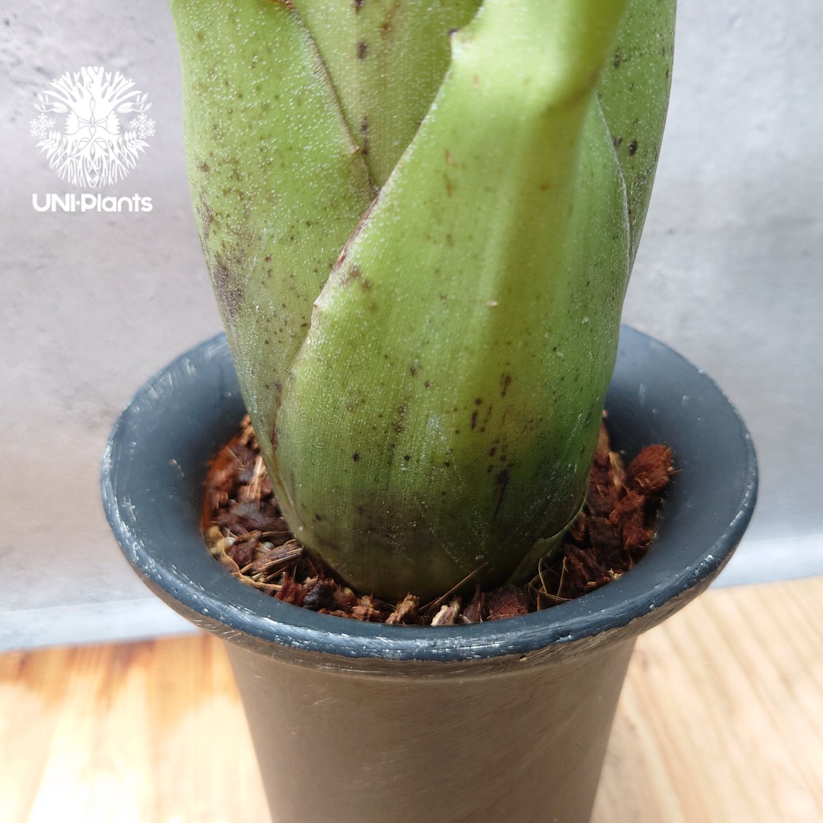 Hohenbergia magnispina ホヘンベルギア マグニスピナ タンク