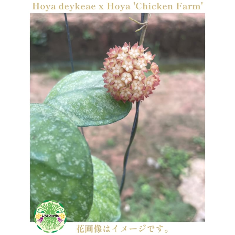 限定1株入荷 》 Hoya deykeae x Hoya 'Chicken Farm' ホ