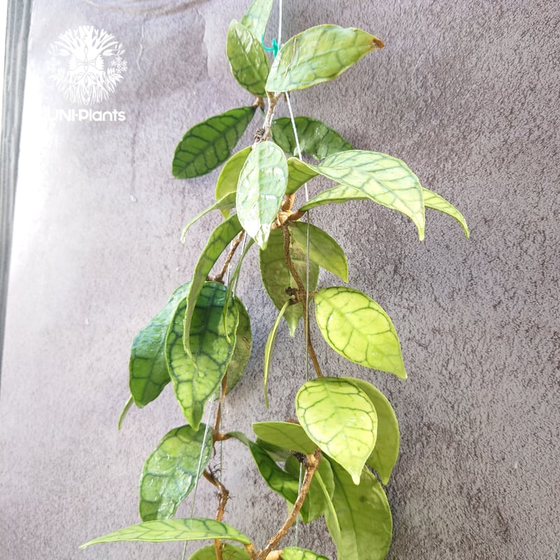 HOYA・ホヤ・Larisa・開花中・花座あり HOYA・ホヤ・Larisa・開花中・花座あり - メルカリ