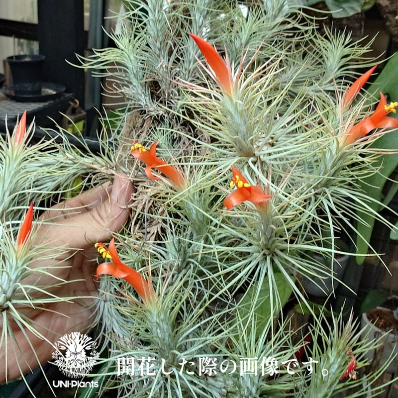Tillandsia funckiana large form ティランジア チランジア・フン